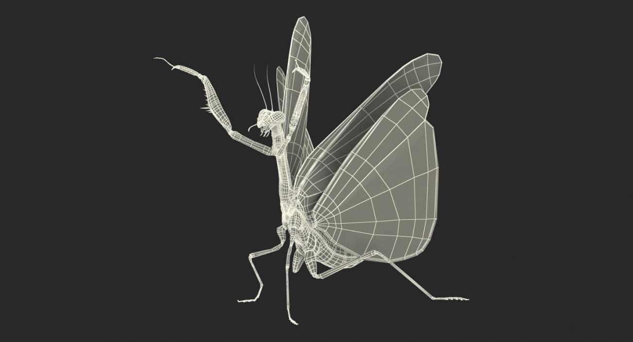 3D Praying Mantis with Fur model