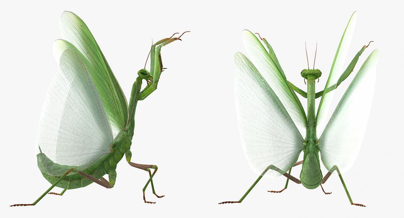 3D Praying Mantis with Fur model