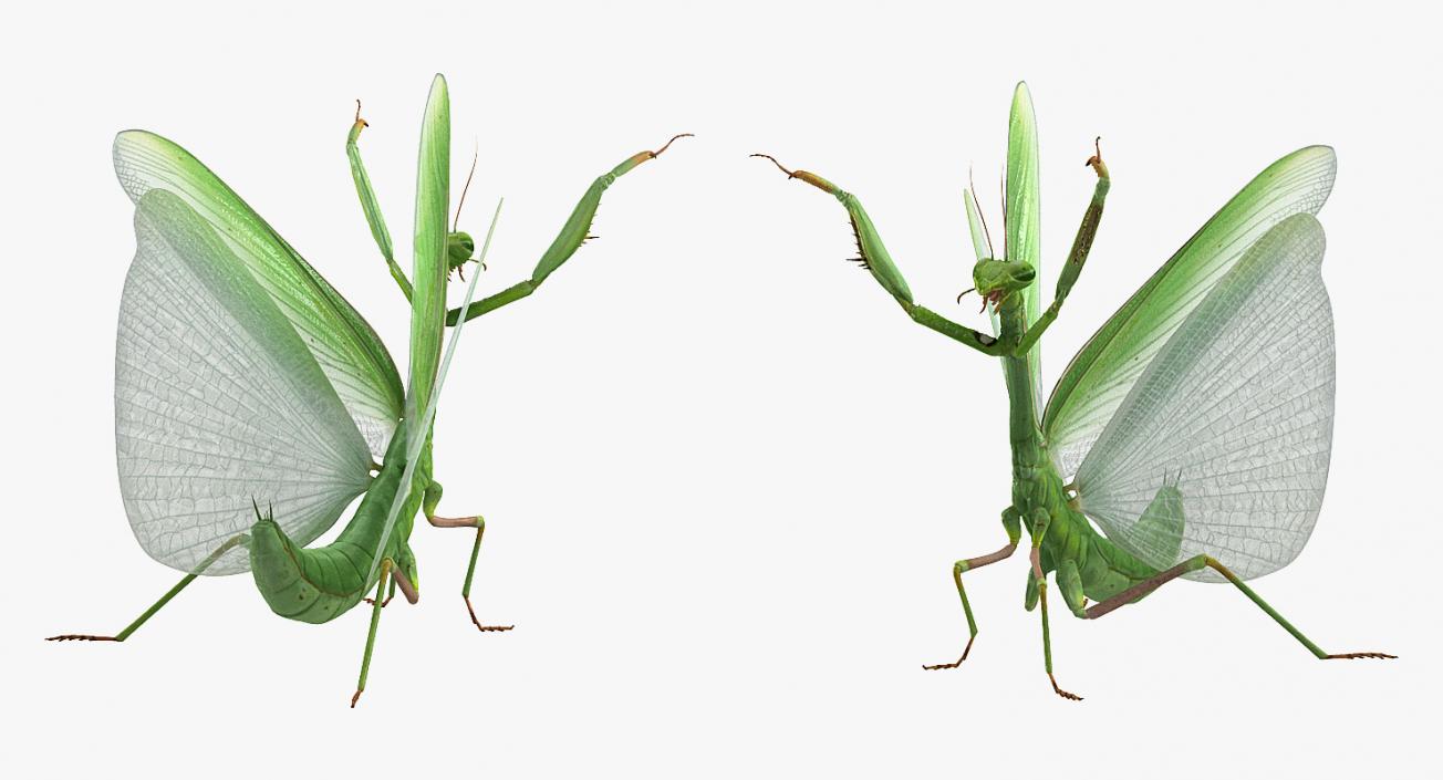 3D Praying Mantis with Fur model