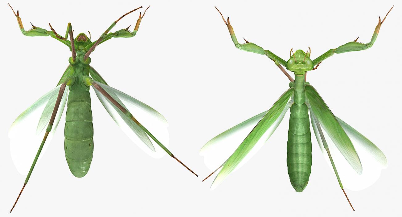 3D Praying Mantis with Fur model