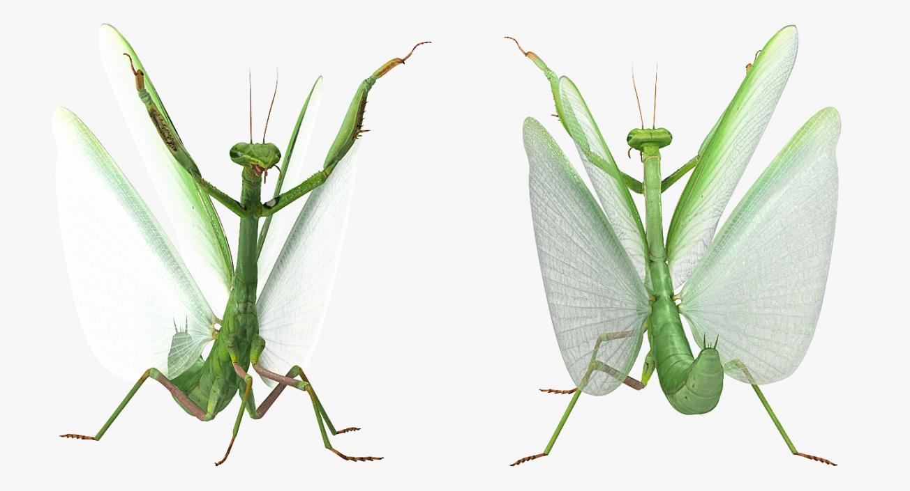 3D Praying Mantis with Fur model