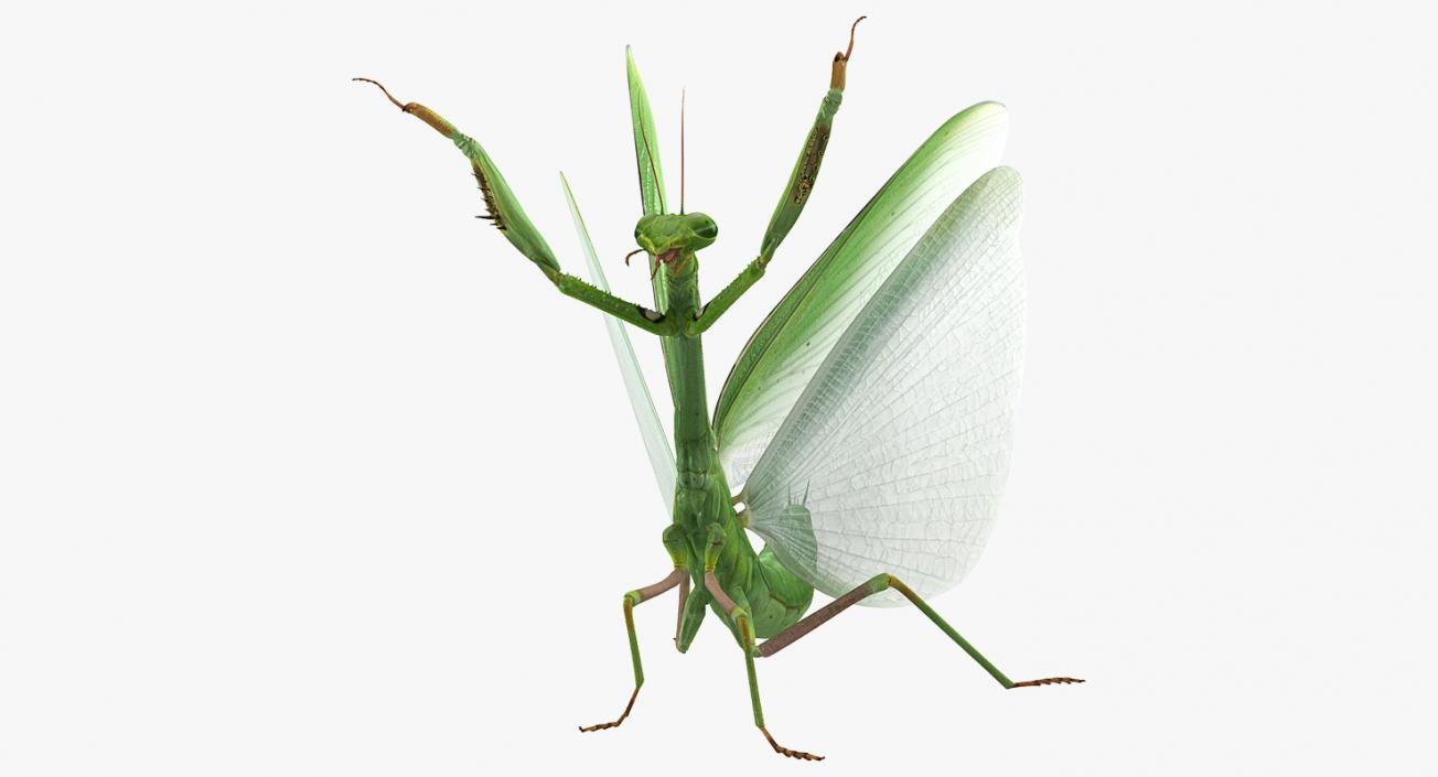 3D Praying Mantis with Fur model