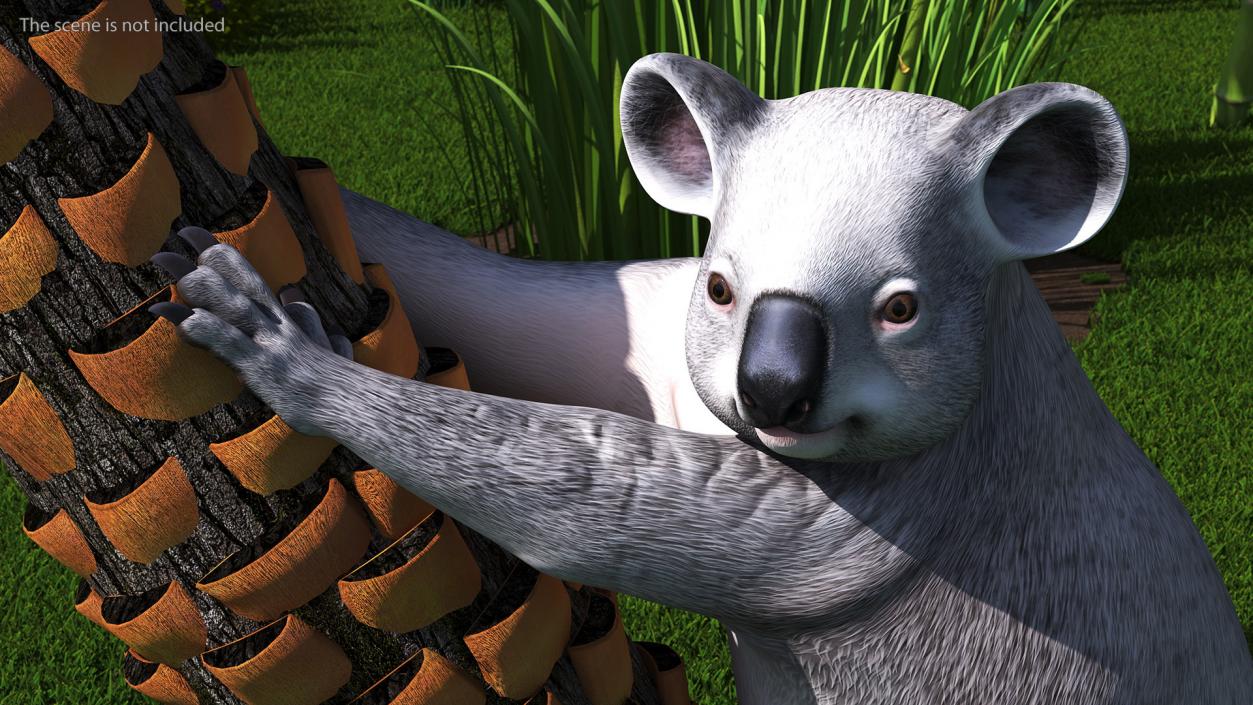 3D Australian Koala Rigged model