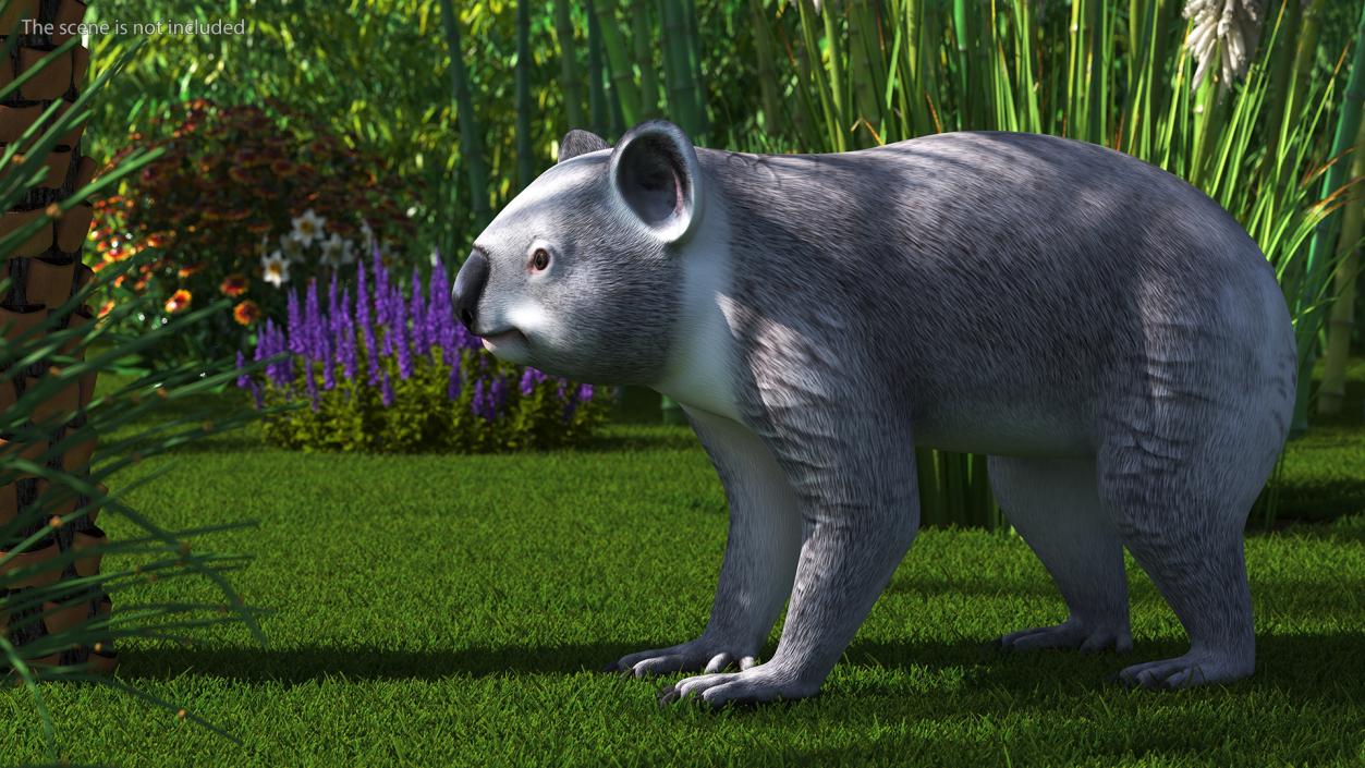 3D Australian Koala Rigged model