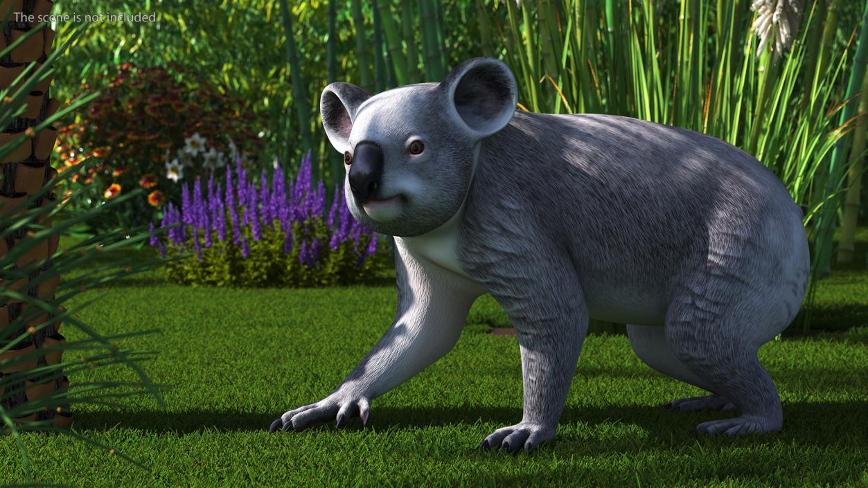 3D Australian Koala Rigged model