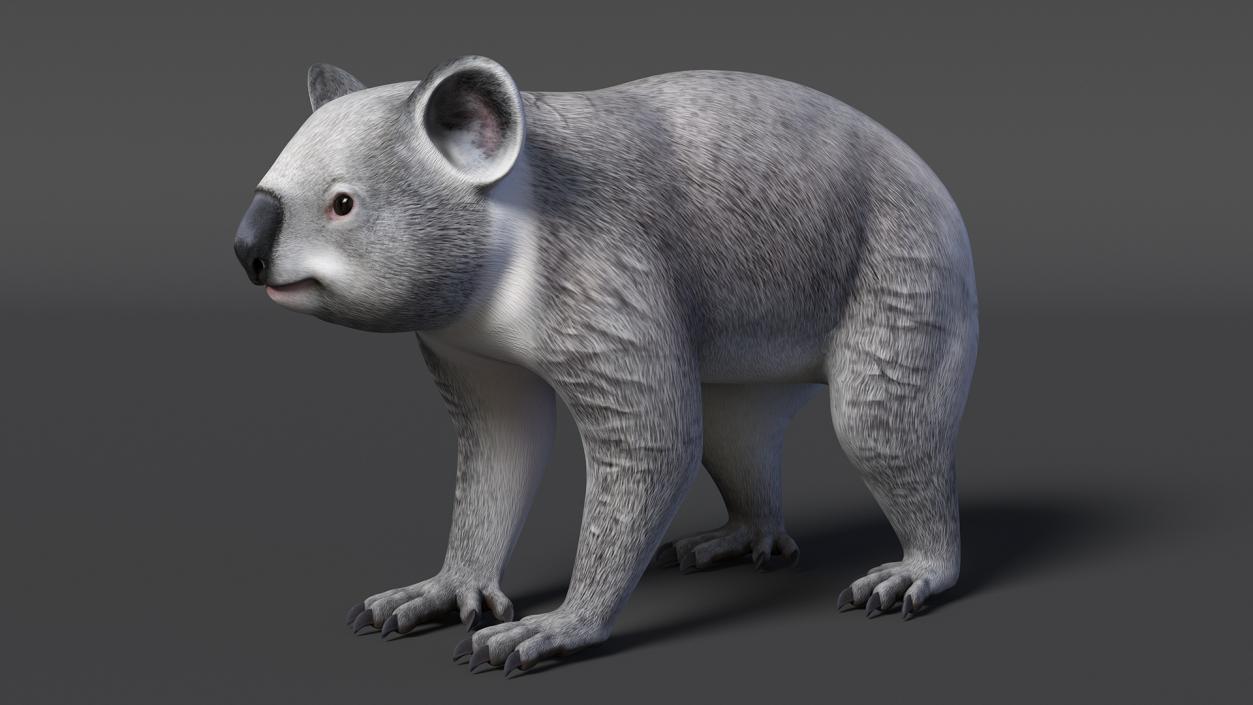 3D Australian Koala Rigged model