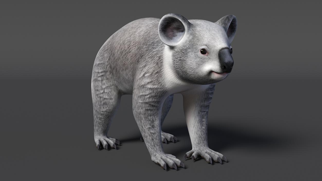 3D Australian Koala Rigged model