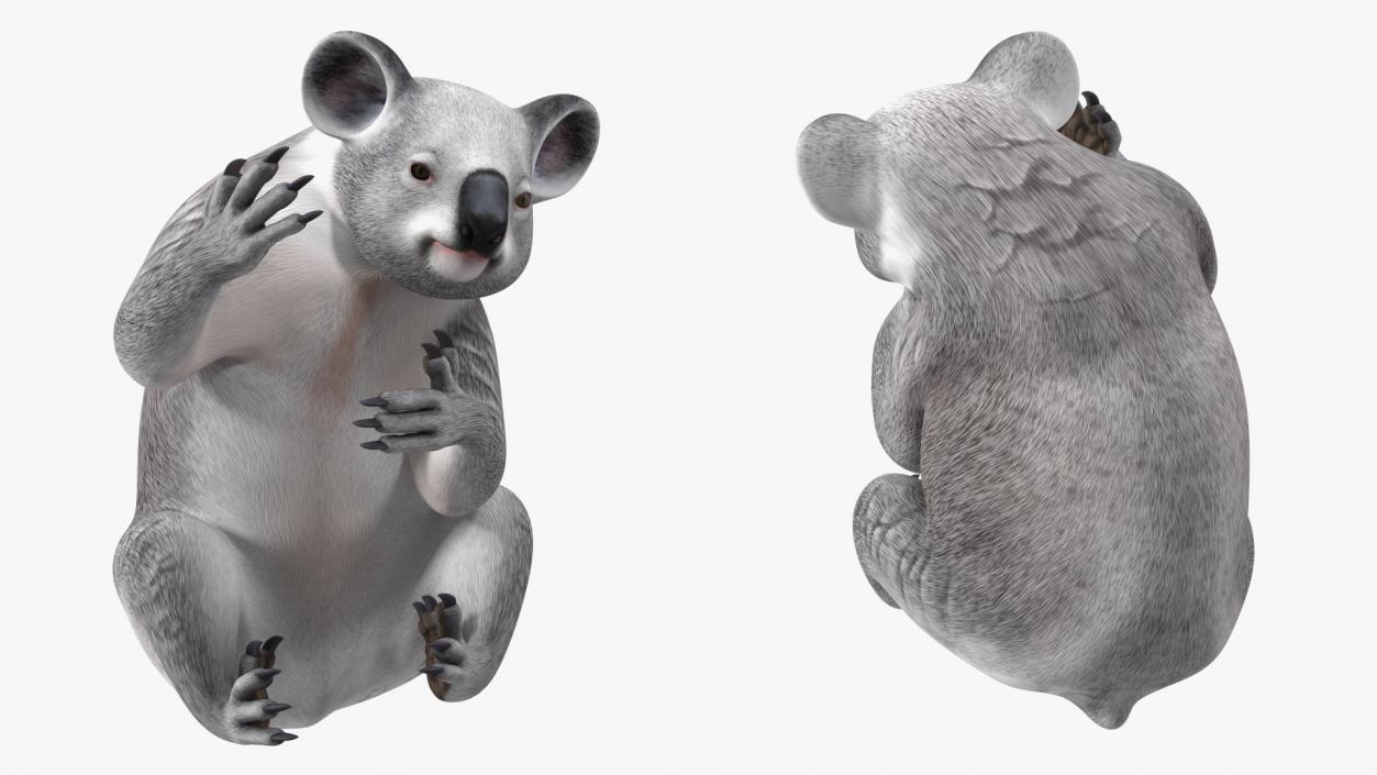 3D Australian Koala Rigged model