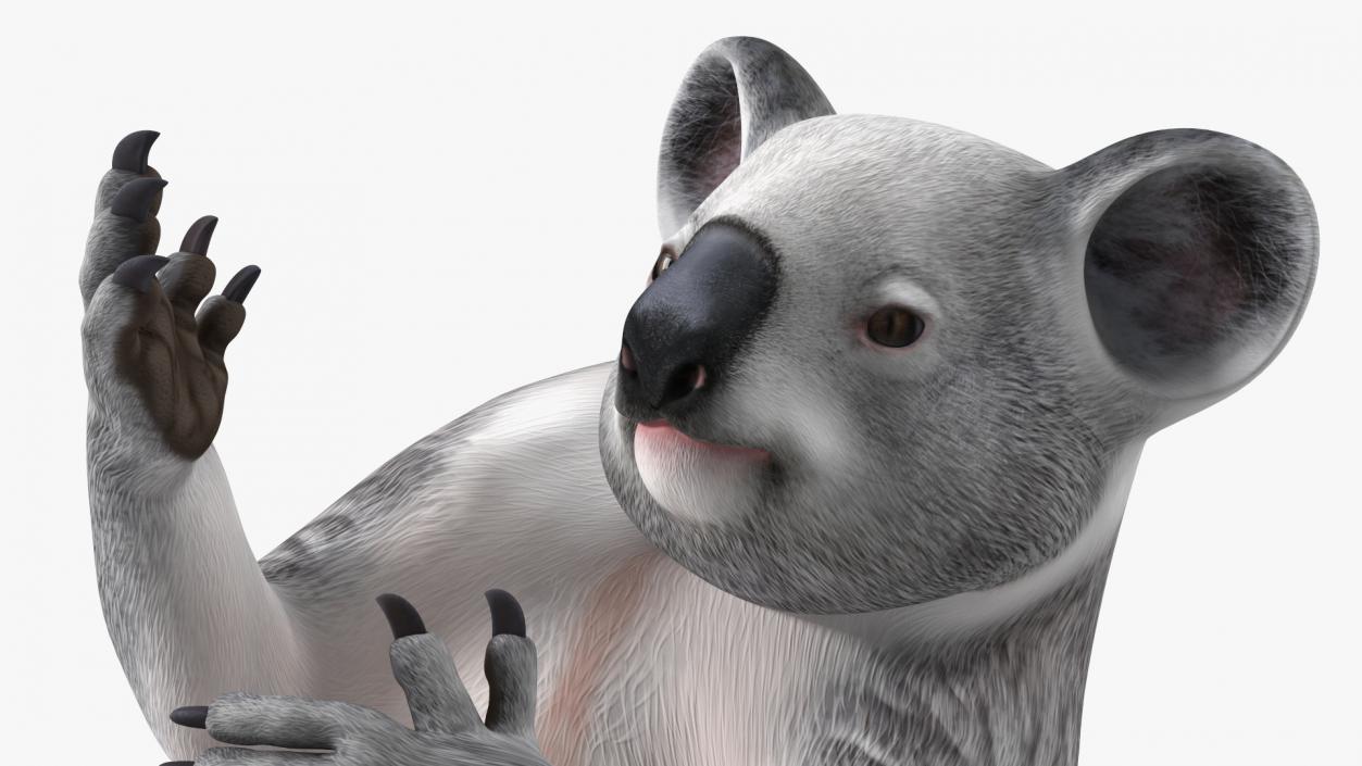 3D Australian Koala Rigged model