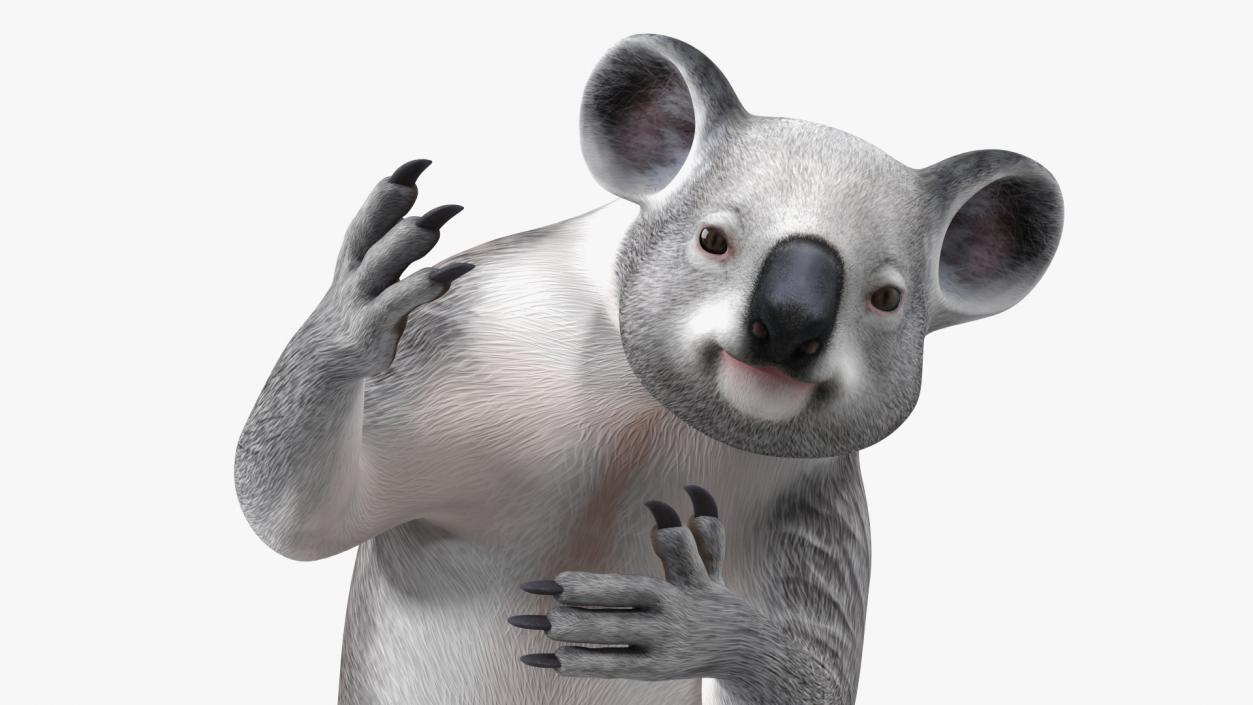 3D Australian Koala Rigged model