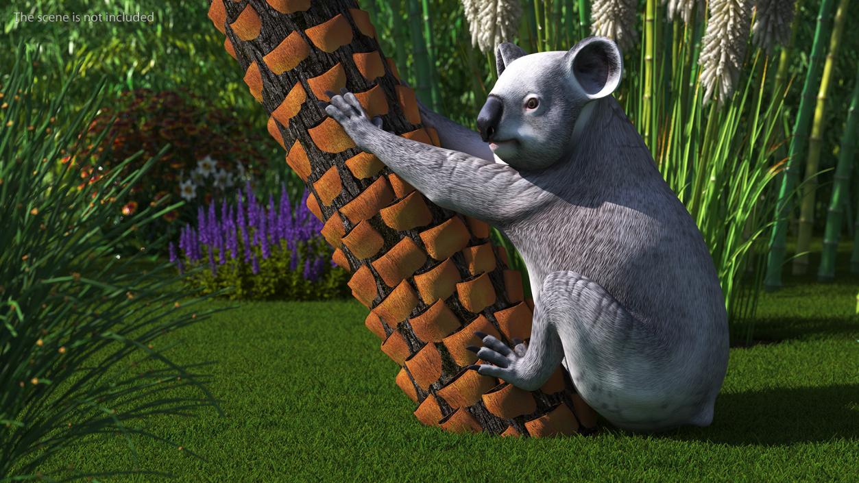 3D Australian Koala Rigged model