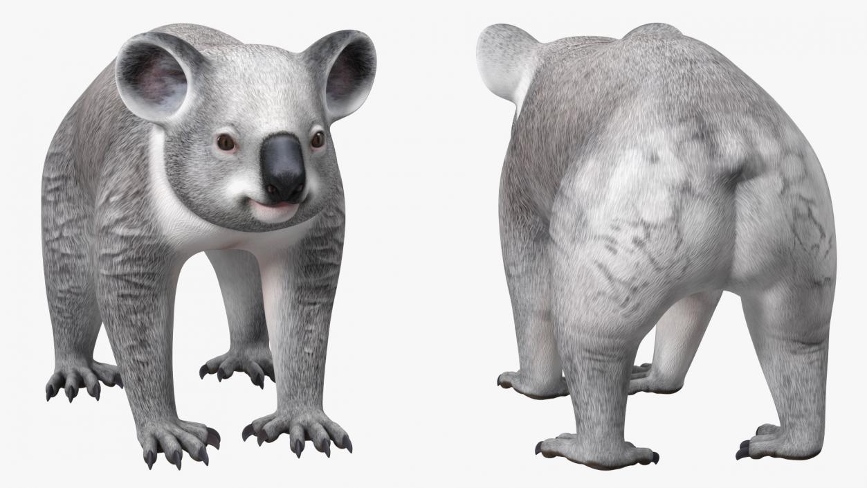 3D Australian Koala Rigged model