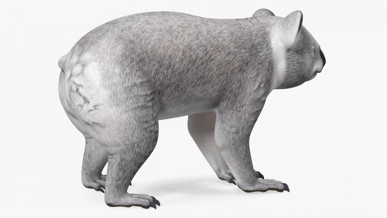 3D Australian Koala Rigged model