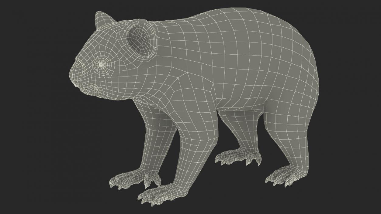 3D Australian Koala Rigged model