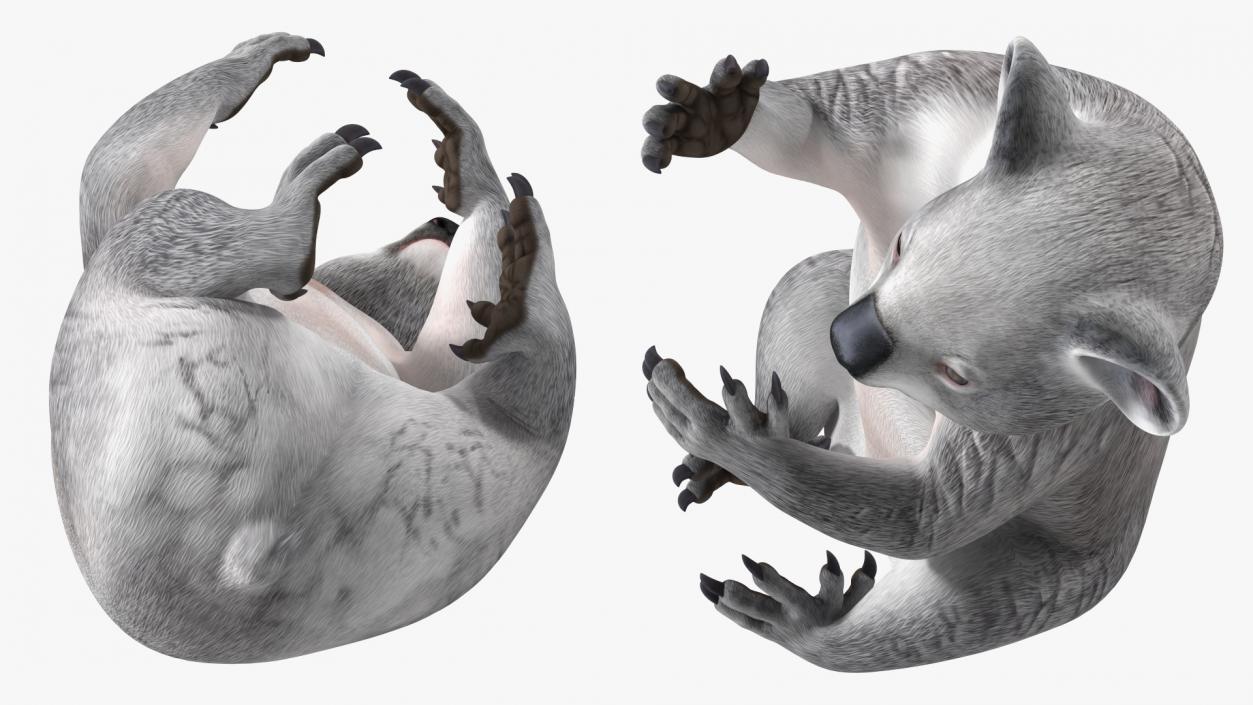 3D Australian Koala Rigged model