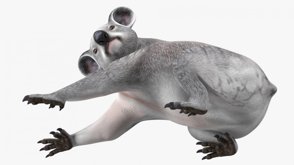 3D Australian Koala Rigged model