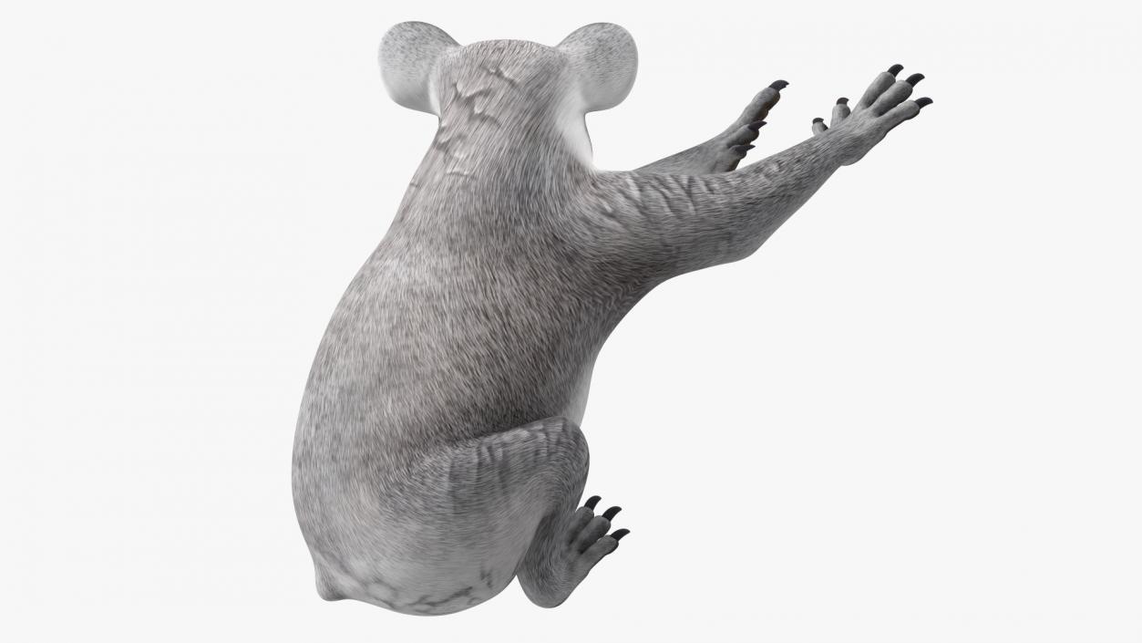 3D Australian Koala Rigged model