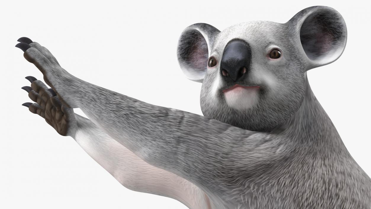 3D Australian Koala Rigged model