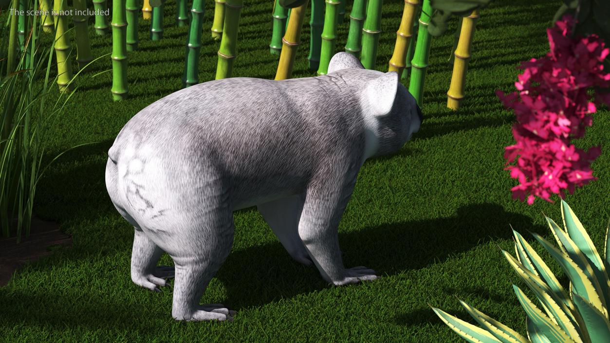 3D Australian Koala Rigged model