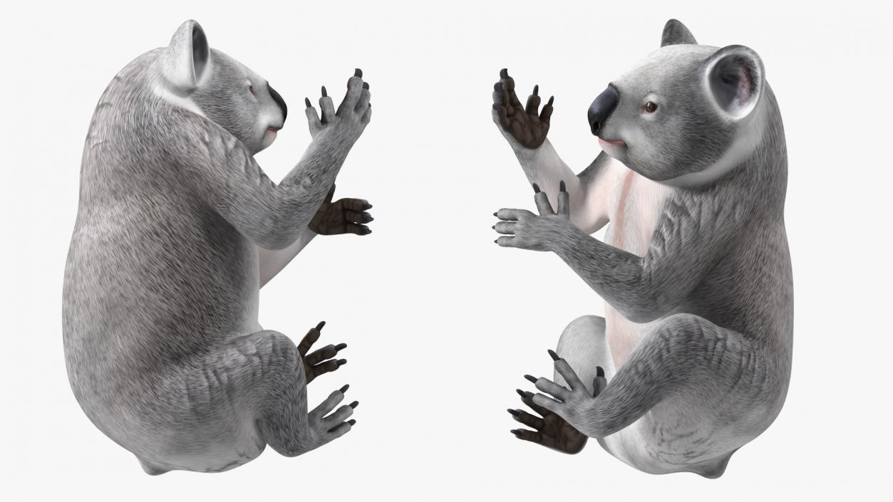 3D Australian Koala Rigged model