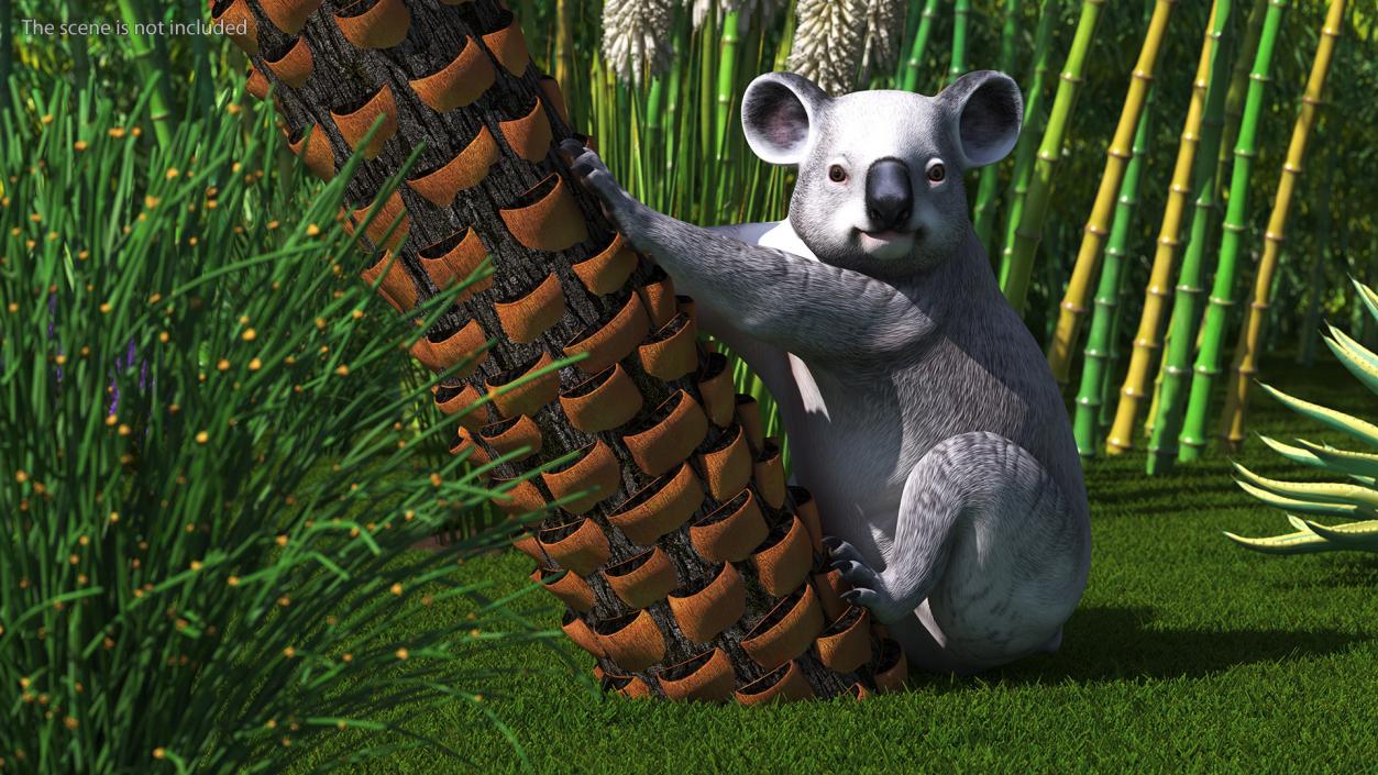 3D Australian Koala Rigged model