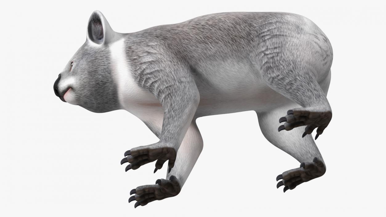 3D Australian Koala Rigged model