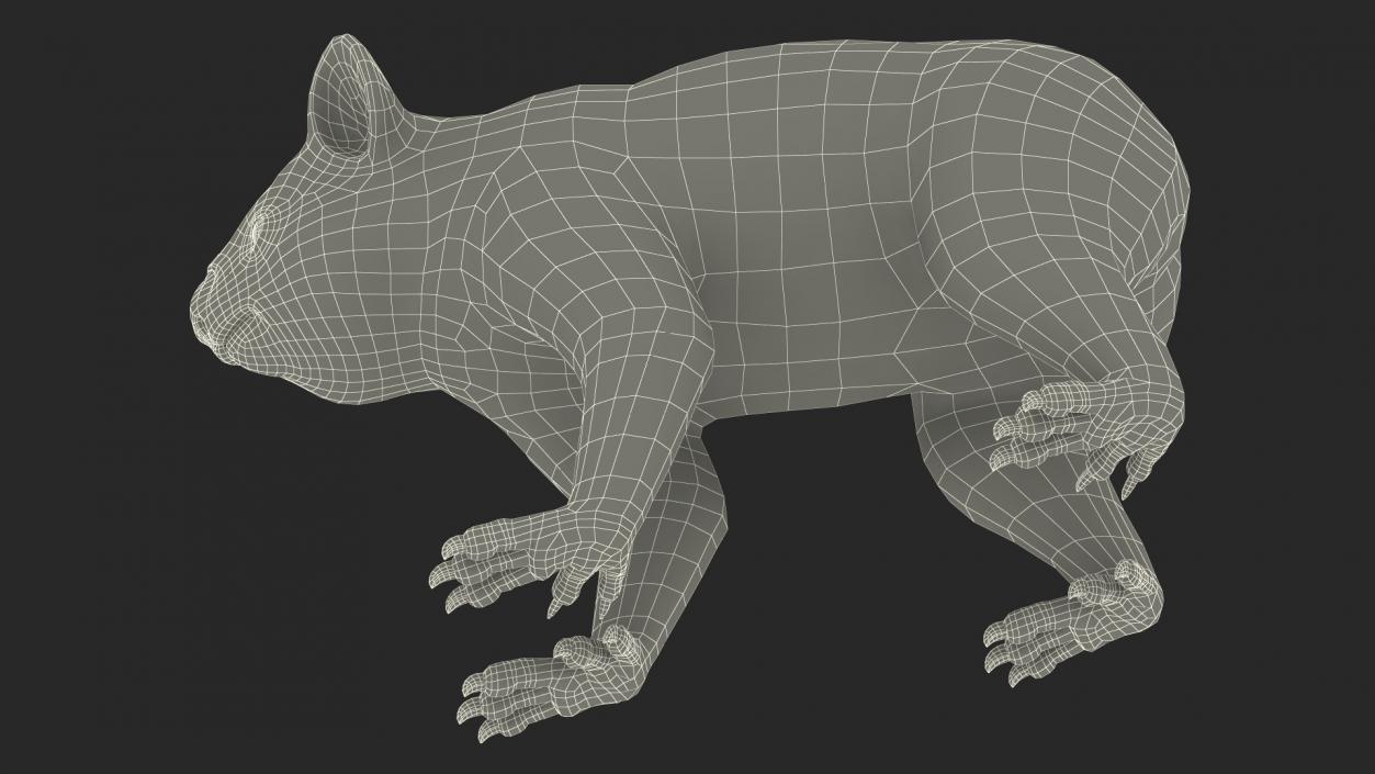 3D Australian Koala Rigged model