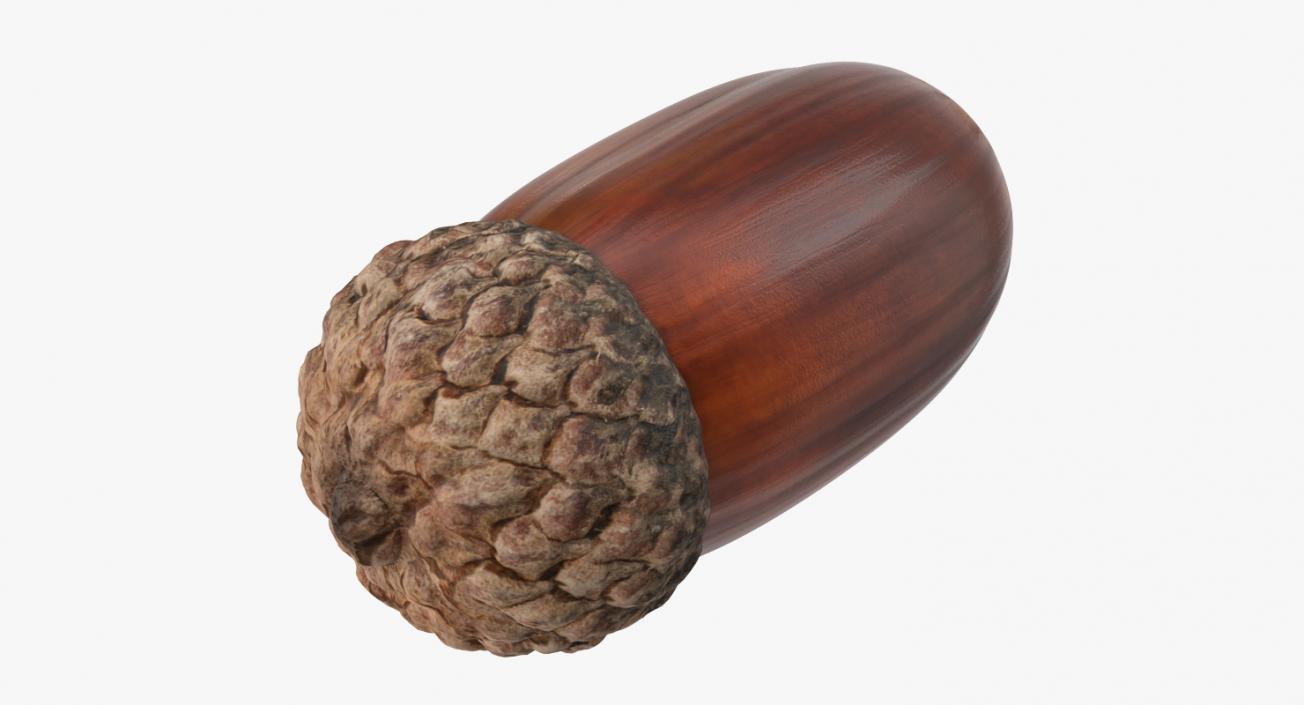 Single Acorn 3D