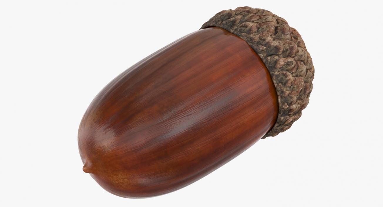 Single Acorn 3D