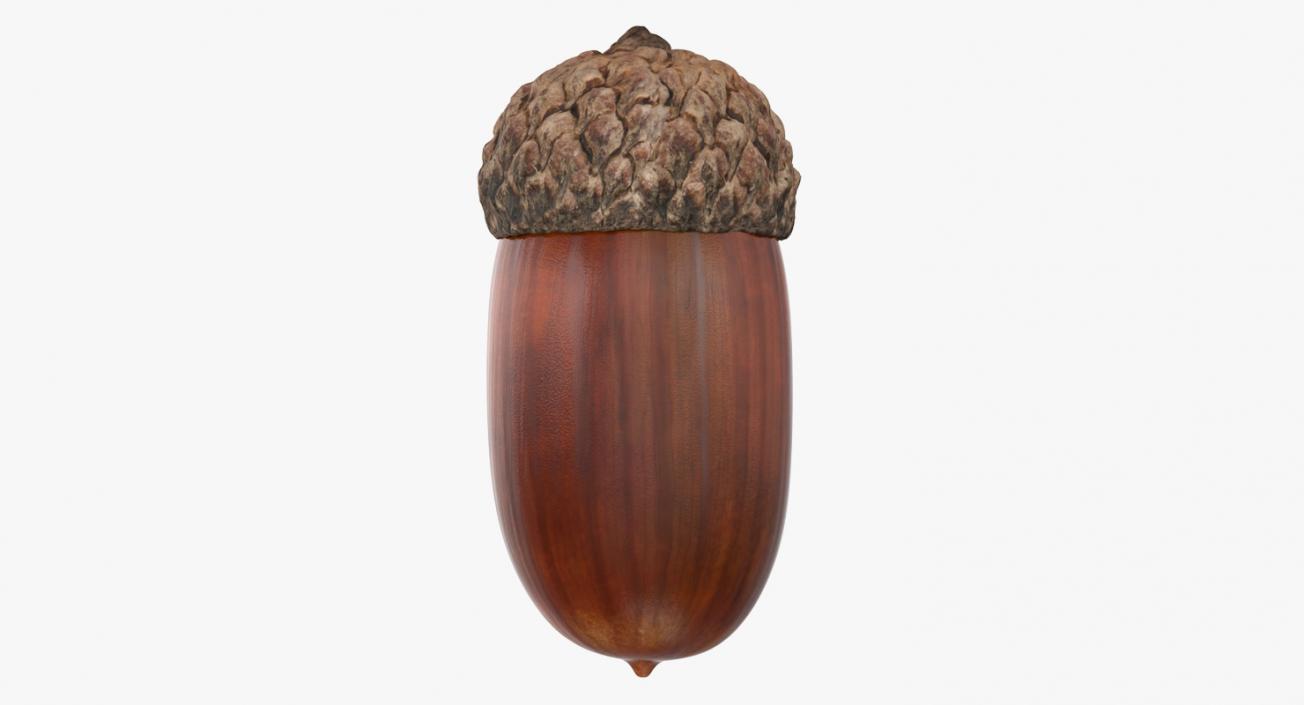 Single Acorn 3D