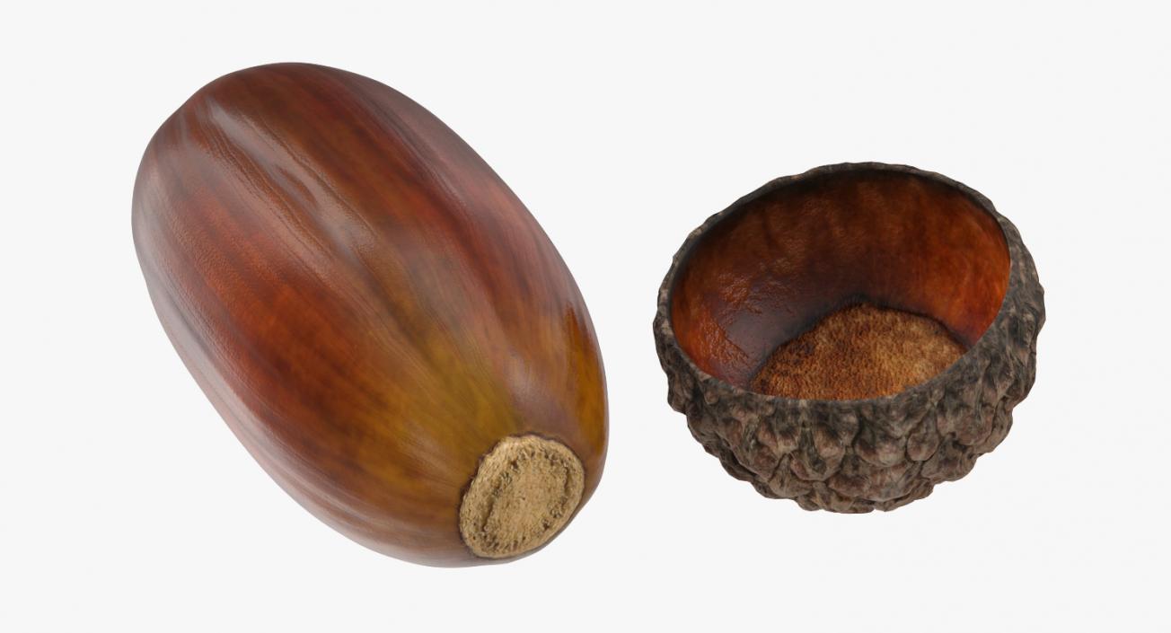 Single Acorn 3D