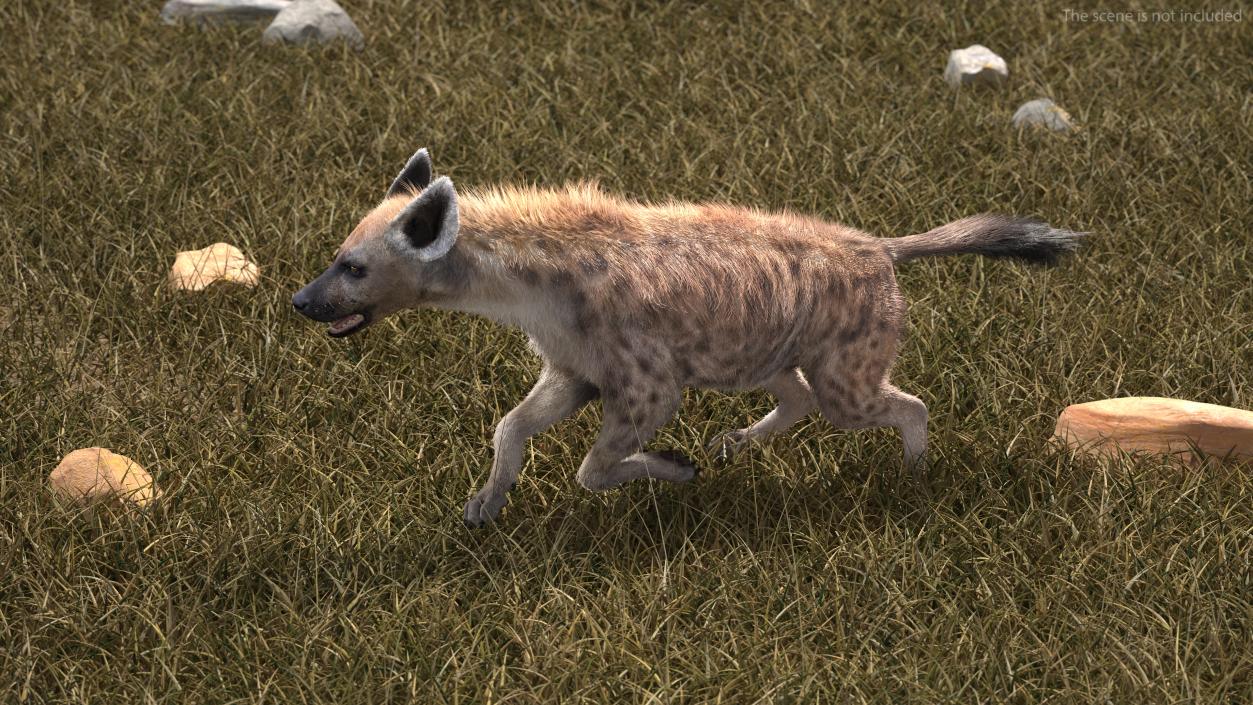 Hyena Running Pose Fur 3D