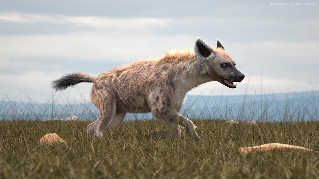 Hyena Running Pose Fur 3D