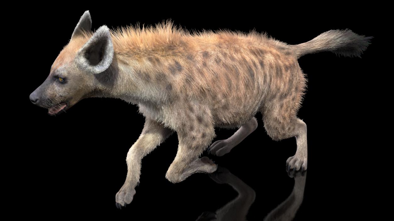 Hyena Running Pose Fur 3D