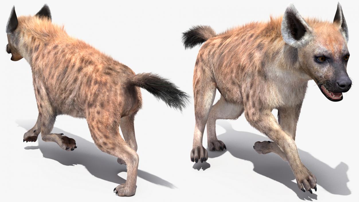 Hyena Running Pose Fur 3D