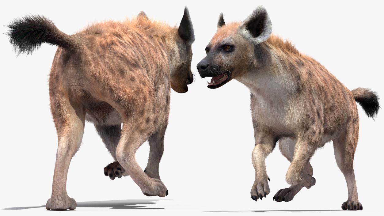 Hyena Running Pose Fur 3D