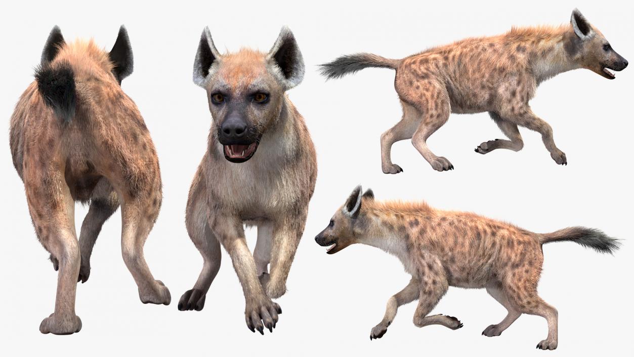 Hyena Running Pose Fur 3D