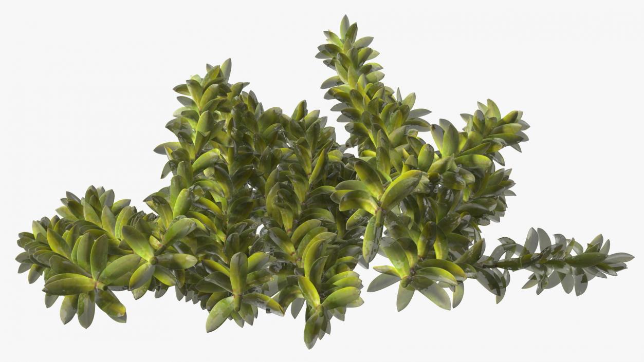 3D Plant for Fish Tank Oxygenation Elodea model