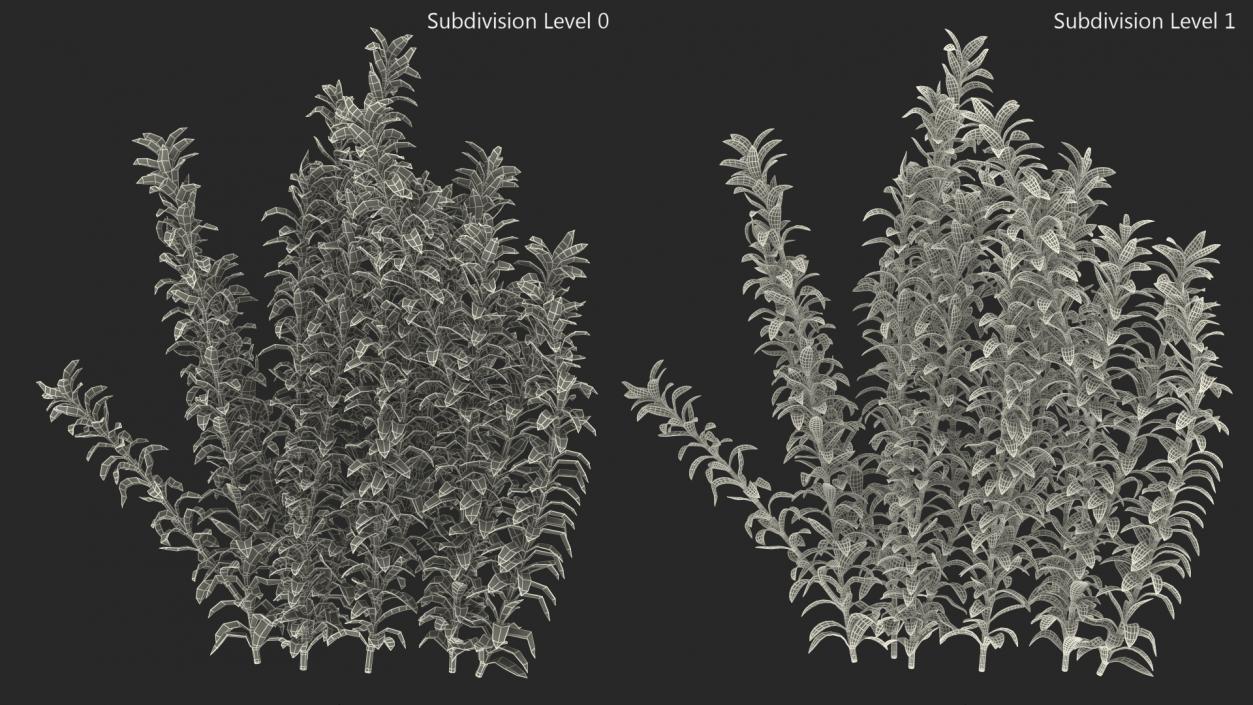 3D Plant for Fish Tank Oxygenation Elodea model