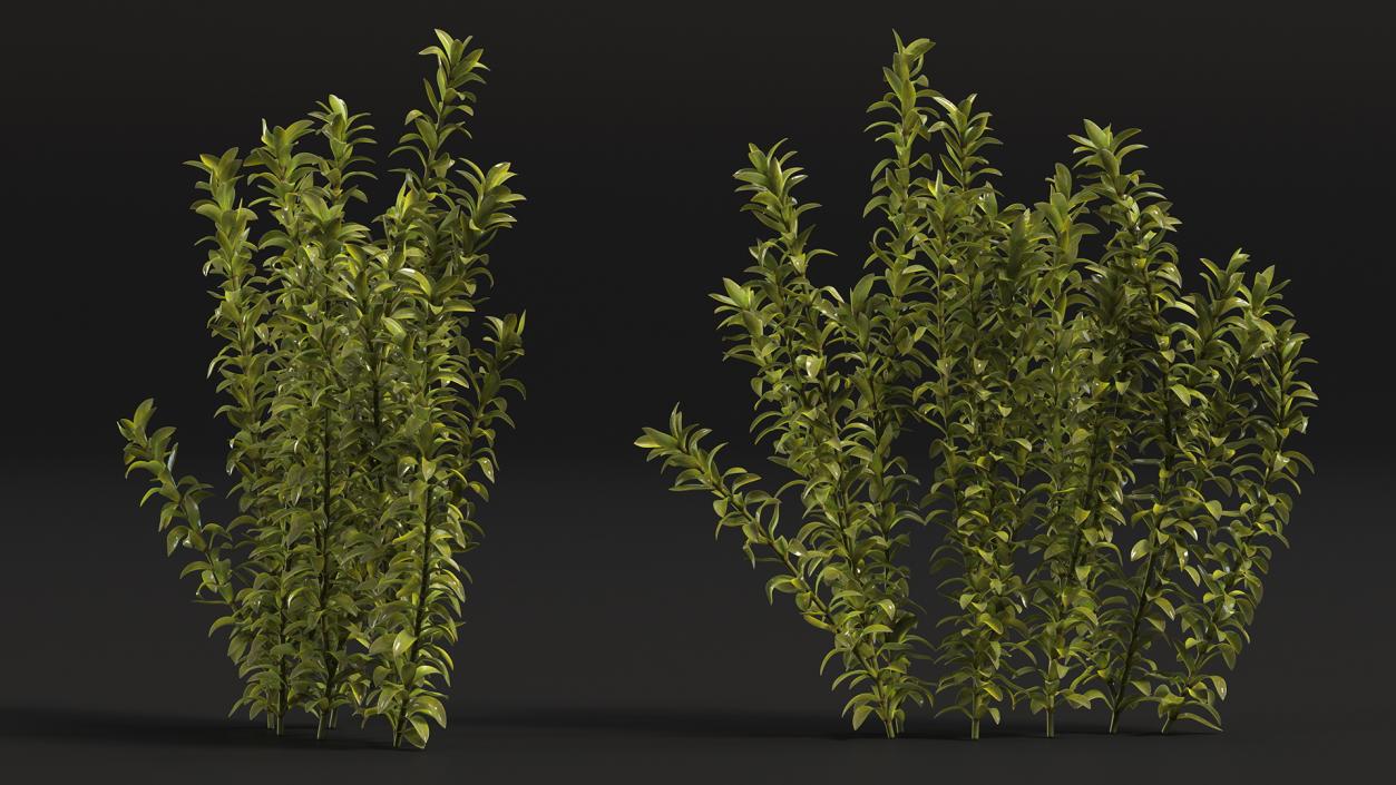 3D Plant for Fish Tank Oxygenation Elodea model