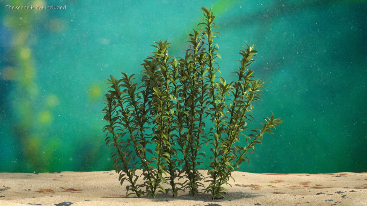 3D Plant for Fish Tank Oxygenation Elodea model