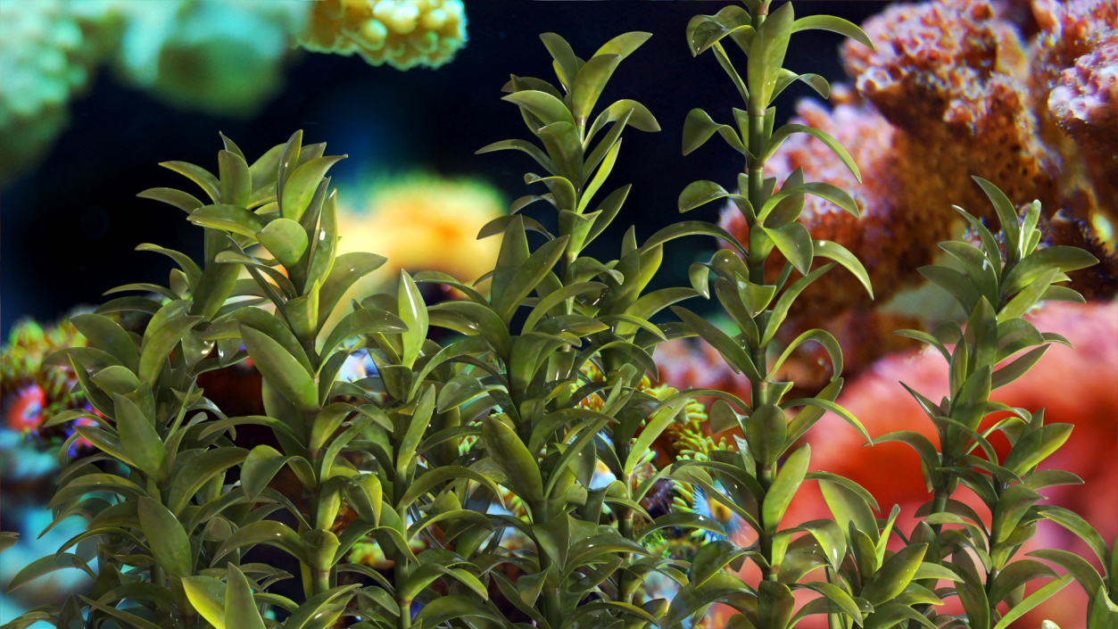 3D Plant for Fish Tank Oxygenation Elodea model