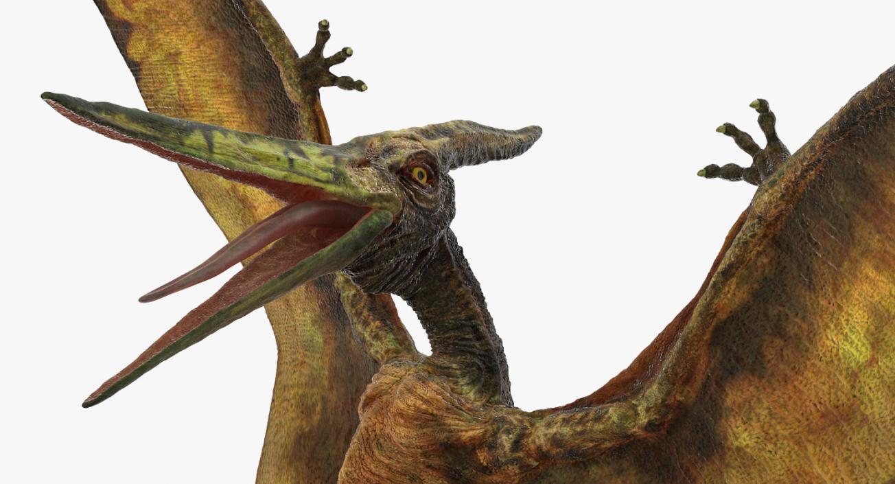 3D model Pteranodon Flying Carnivorous Reptile Landing Pose