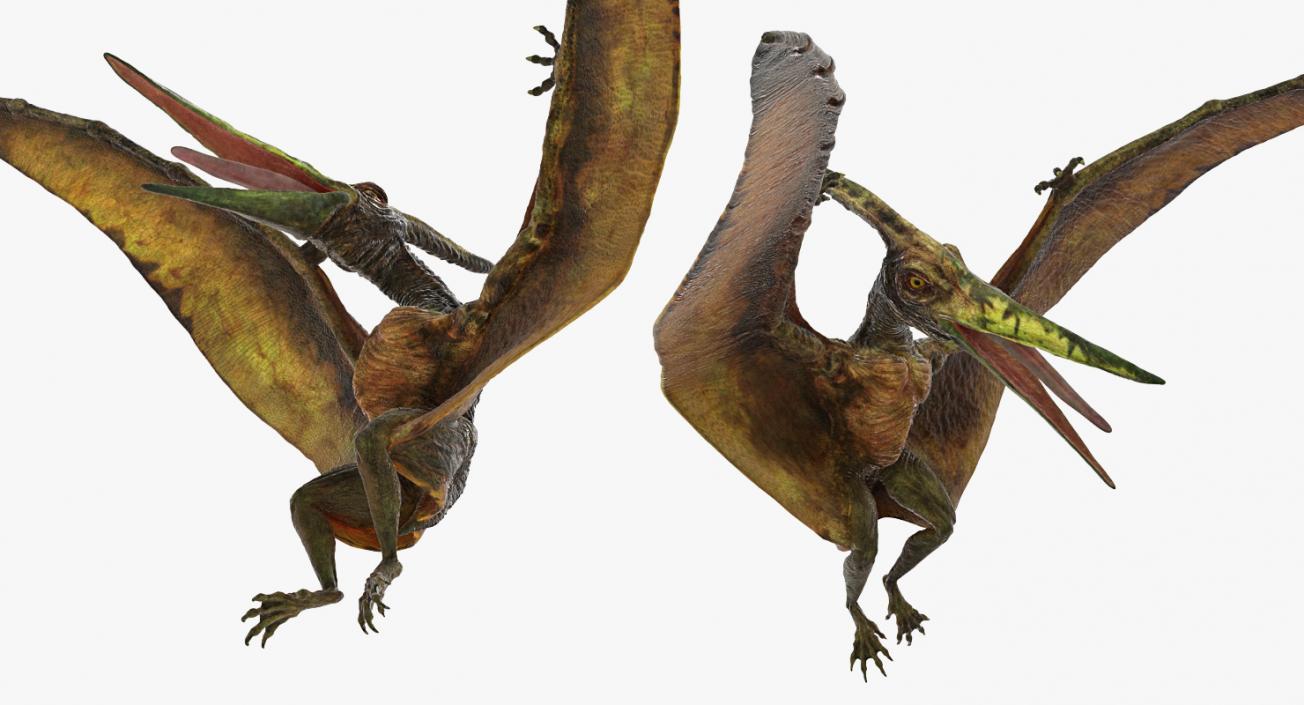 3D model Pteranodon Flying Carnivorous Reptile Landing Pose