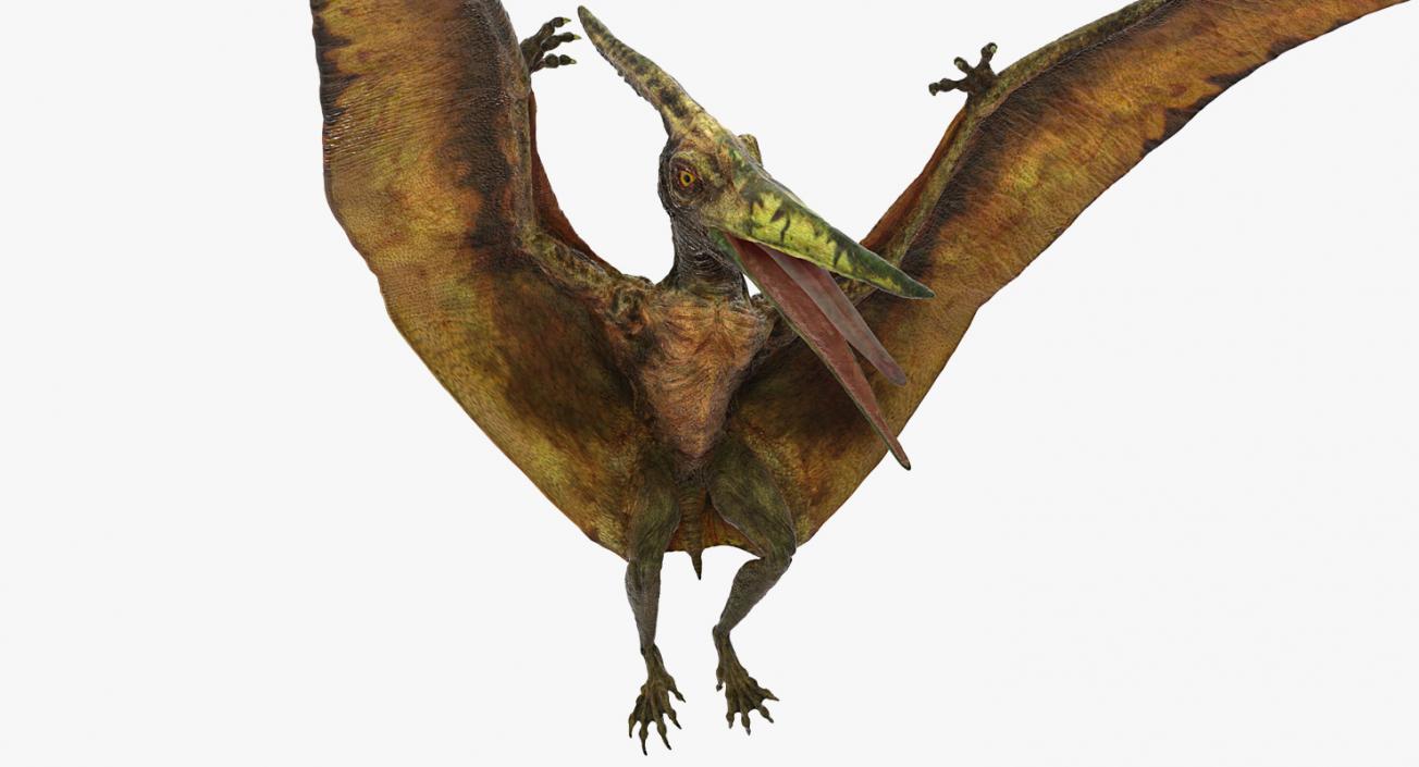 3D model Pteranodon Flying Carnivorous Reptile Landing Pose