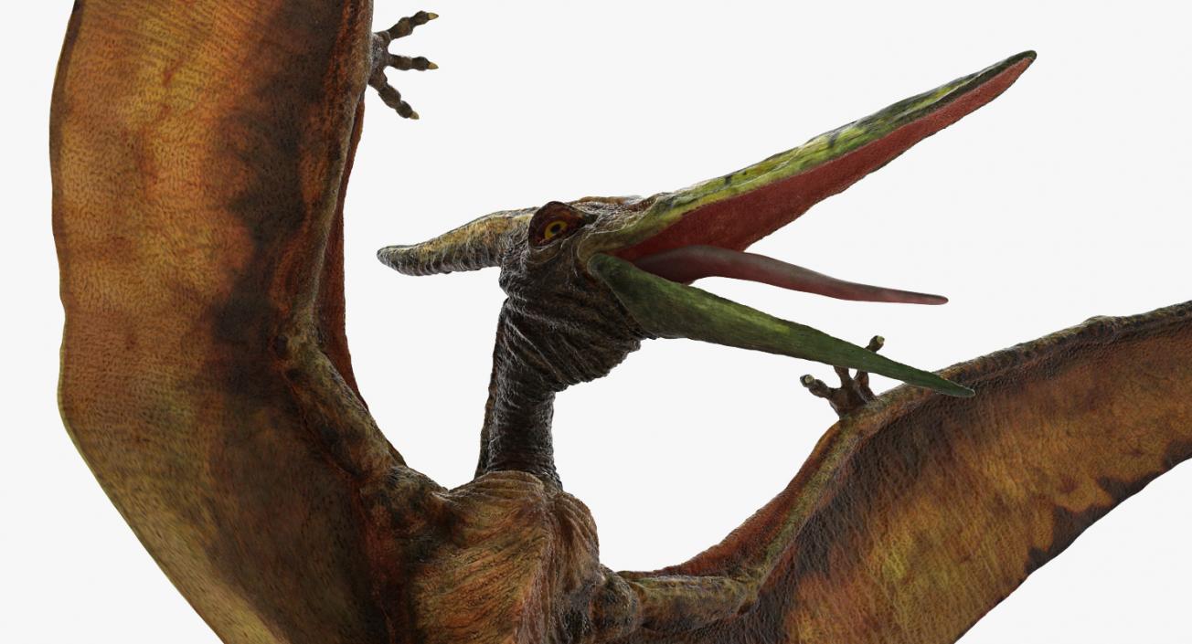 3D model Pteranodon Flying Carnivorous Reptile Landing Pose