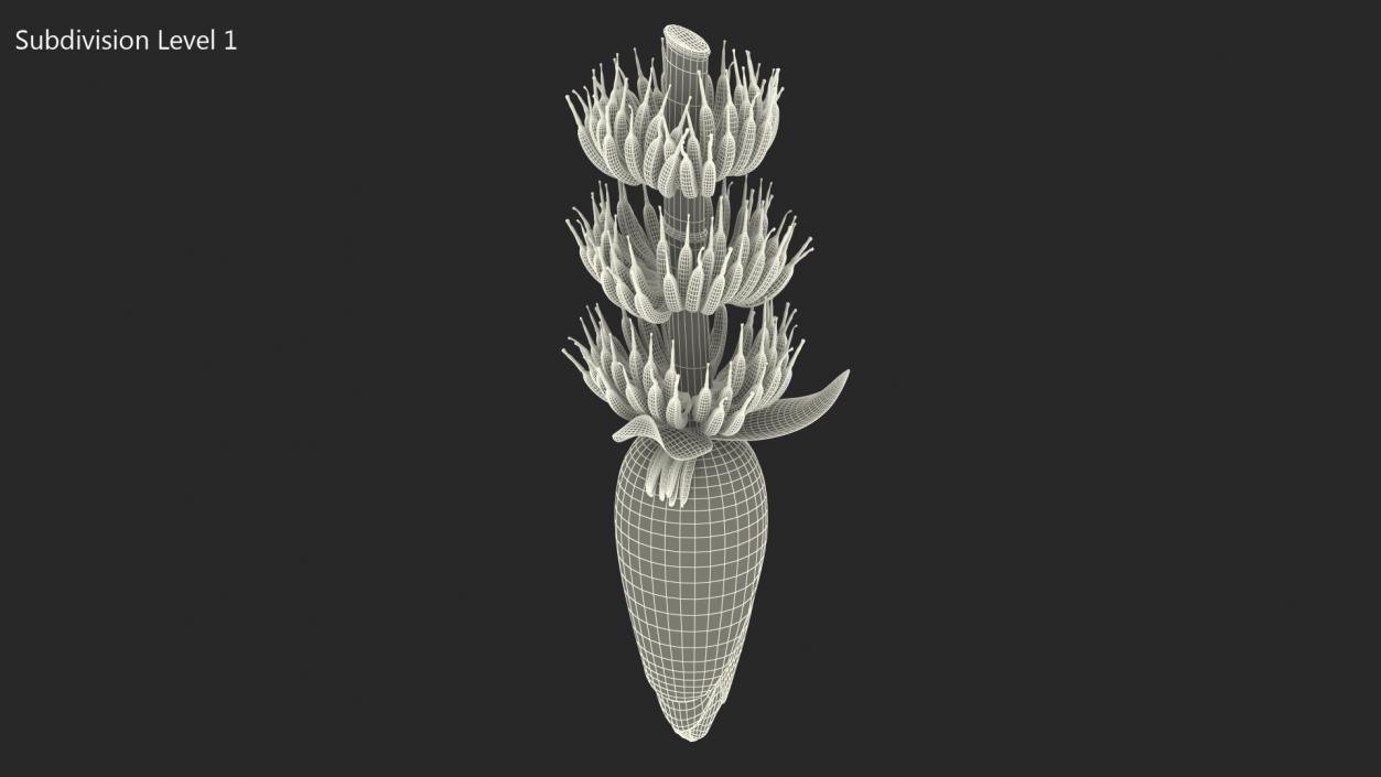 3D Blooming Banana Cluster model