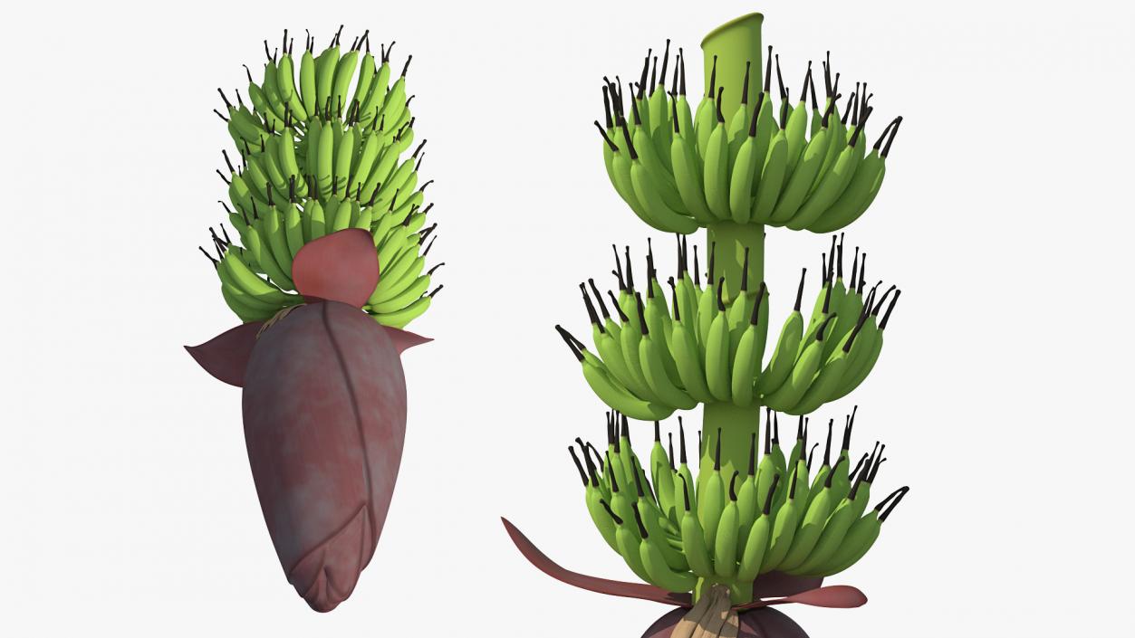 3D Blooming Banana Cluster model