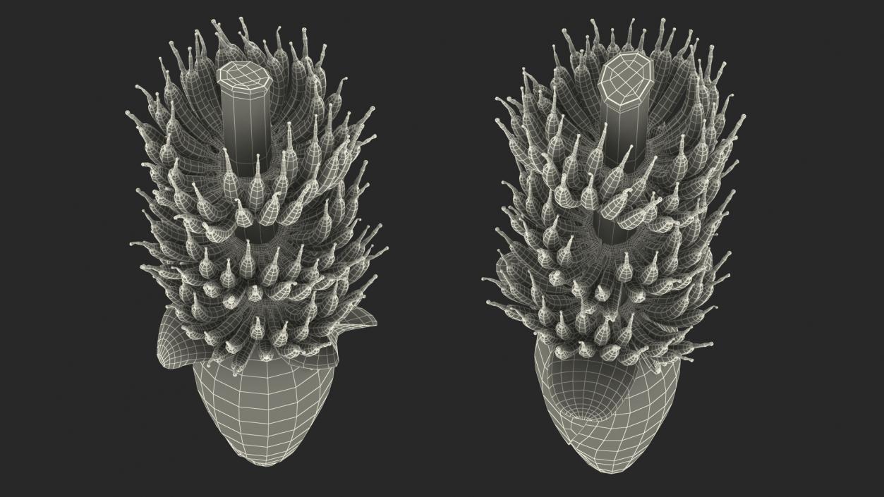 3D Blooming Banana Cluster model