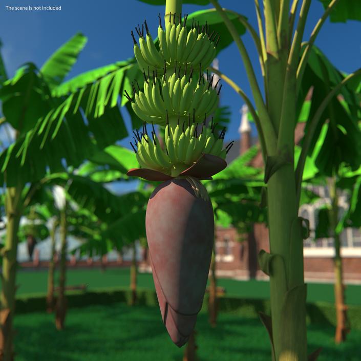 3D Blooming Banana Cluster model